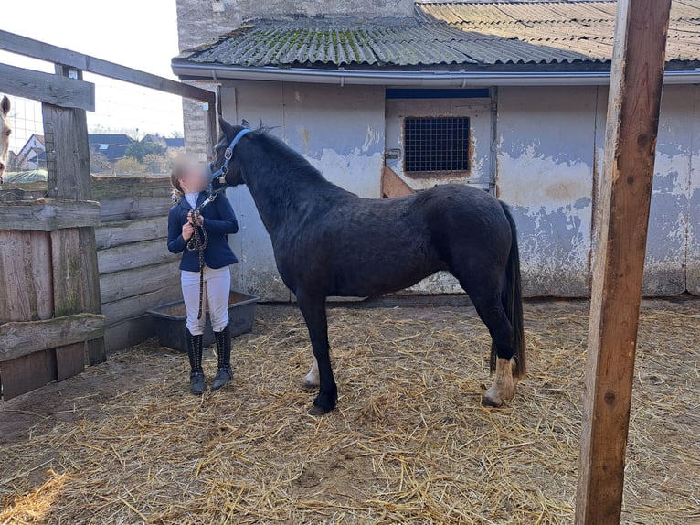 Welsh B Mare 4 years 12,3 hh Black in Burgdorf