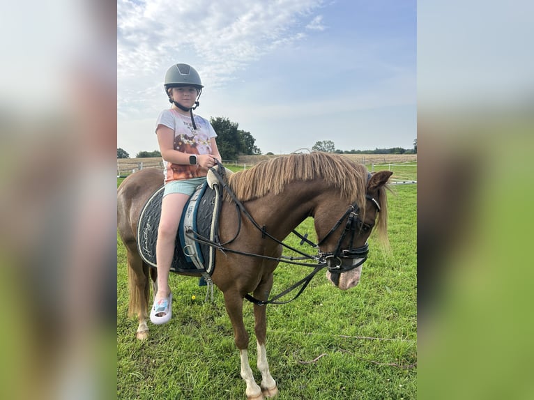 Welsh B Mare 4 years 12,3 hh Chestnut-Red in Osdorf