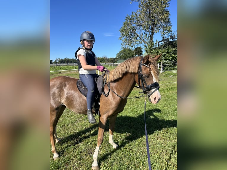 Welsh B Mare 4 years 12,3 hh Chestnut-Red in Osdorf