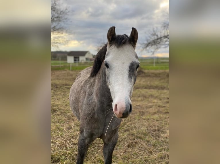 Welsh B Mare 4 years 13,1 hh Gray in WerneckWerneck