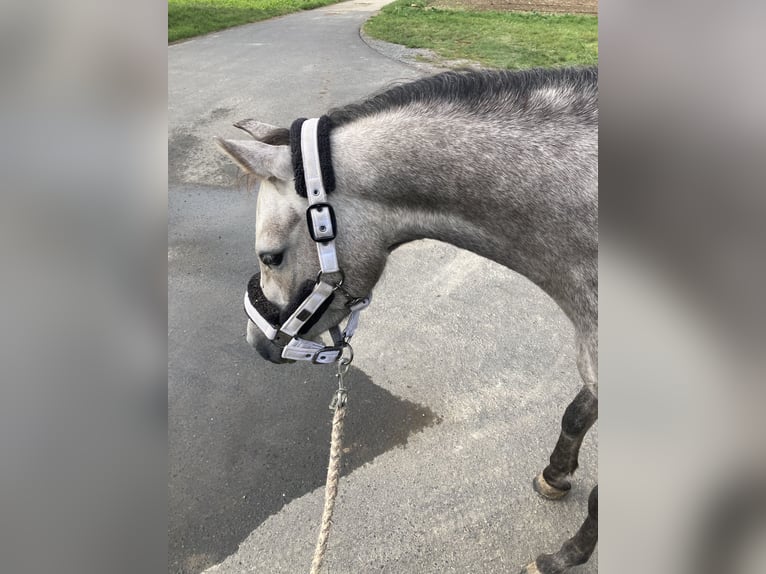 Welsh B Mare 4 years 13,1 hh Gray in WerneckWerneck