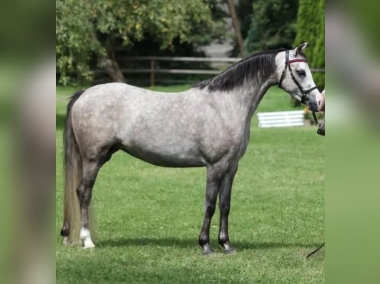 Welsh B Mare 4 years 13,1 hh Gray in WerneckWerneck