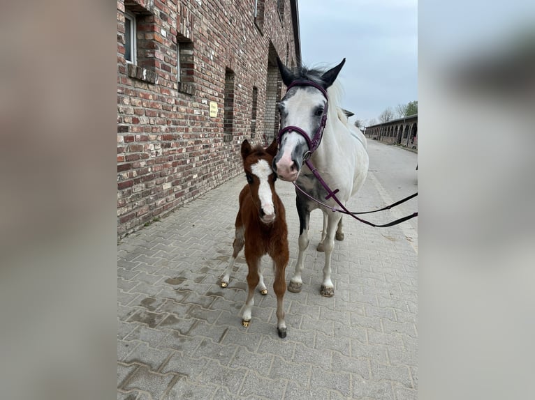 Welsh B Mare 4 years 13,2 hh Pinto in Grevenbroich