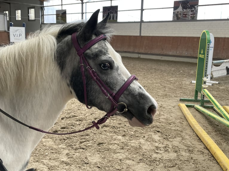 Welsh B Mare 4 years 13,2 hh Pinto in Grevenbroich