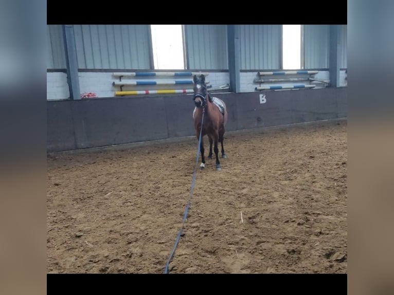 Welsh B Mix Mare 4 years 13 hh Brown in Bassum