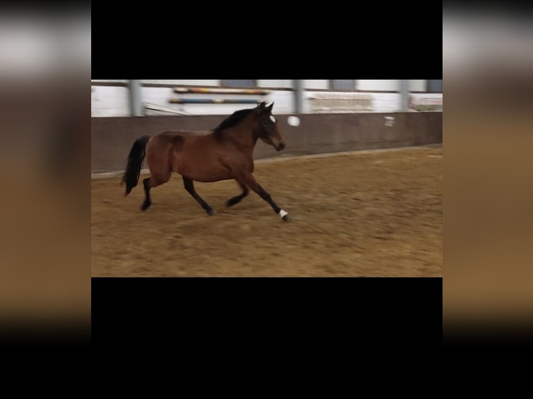 Welsh B Mix Mare 4 years 13 hh Brown in Bassum