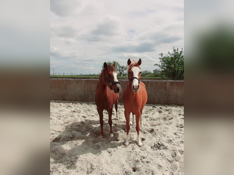 Welsh B Mare 4 years 13 hh Chestnut-Red in Steinborn