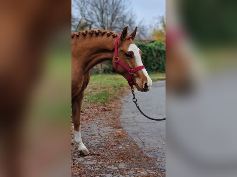 Welsh B Mare 4 years 13,2 hh Chestnut-Red in Gyula