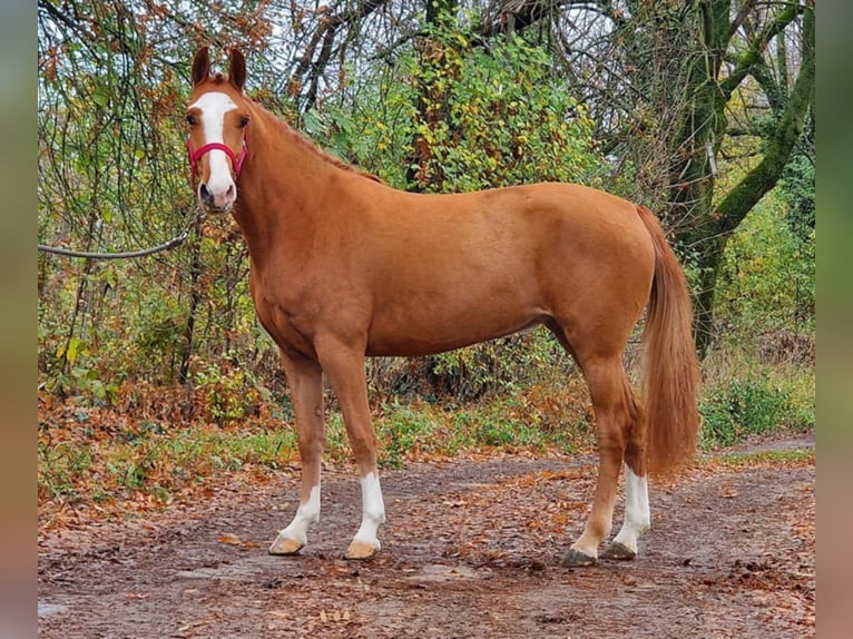 Welsh B Mare 4 years 13,2 hh Chestnut-Red in Gyula