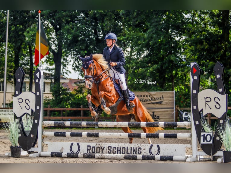 Welsh B Mare 4 years 14,1 hh Chestnut-Red in Wilsum