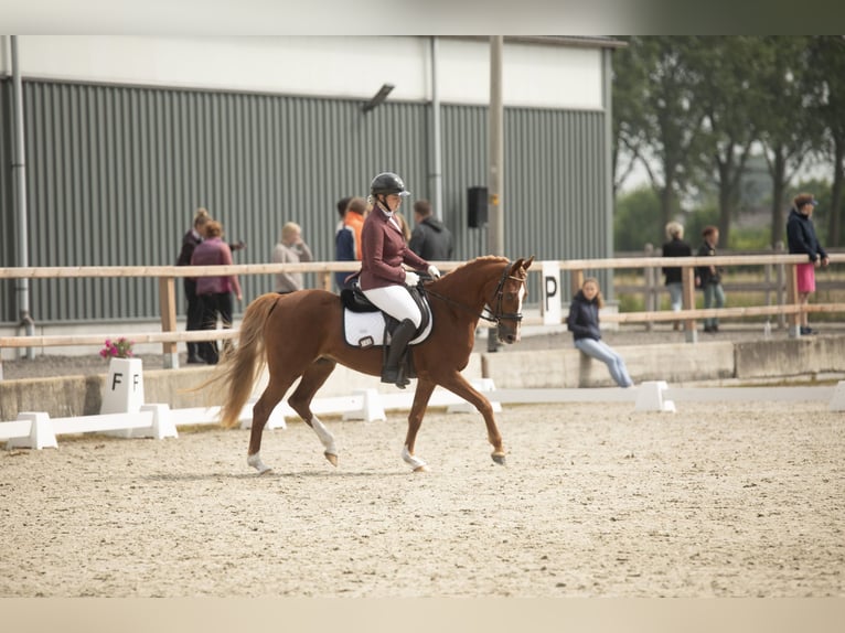 Welsh B Mare 4 years 14,1 hh Chestnut-Red in Wilsum