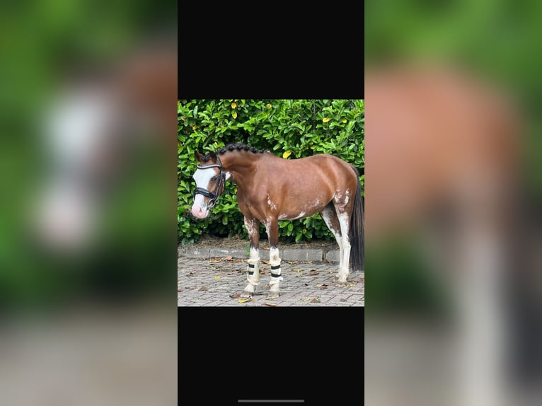 Welsh B Mare 5 years 11,1 hh Brown in Augustinusga