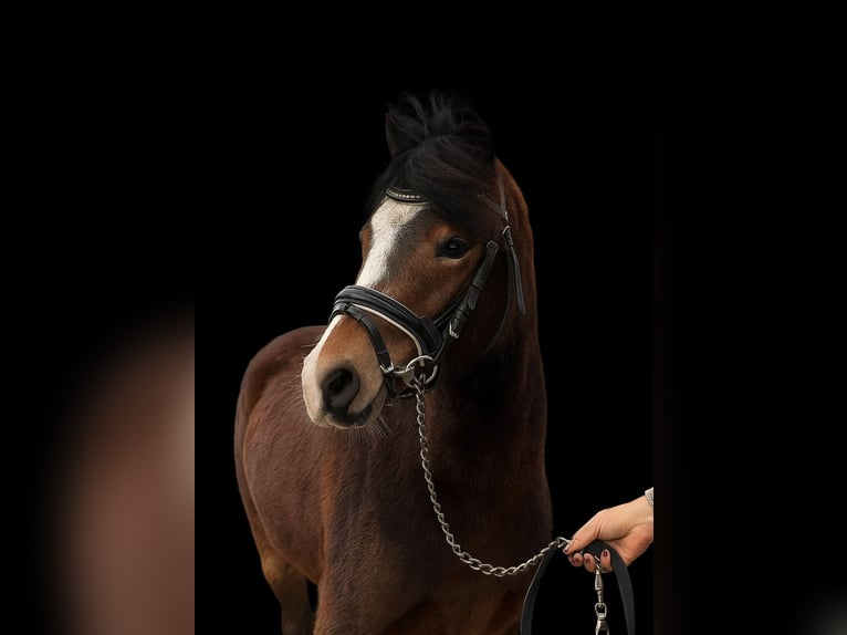 Welsh B Mare 5 years 11,3 hh Brown in Helmond