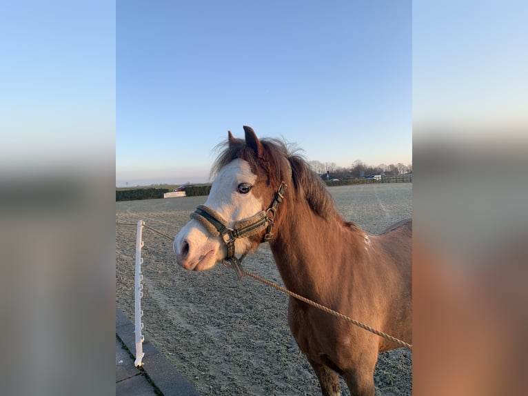 Welsh B Mare 5 years 12,1 hh Chestnut-Red in Dokkum