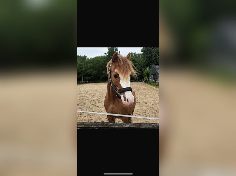 Welsh B Mare 5 years 12,1 hh Chestnut-Red in Dokkum