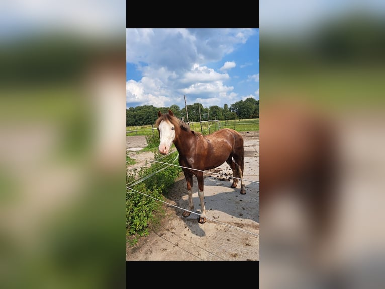 Welsh B Mare 5 years 12,1 hh Chestnut-Red in Dokkum