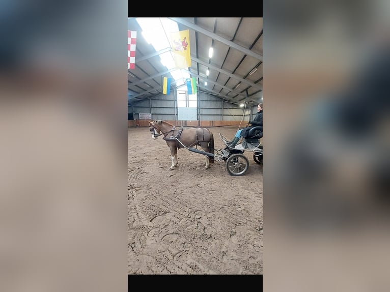 Welsh B Mare 5 years 12,1 hh Chestnut-Red in Dokkum