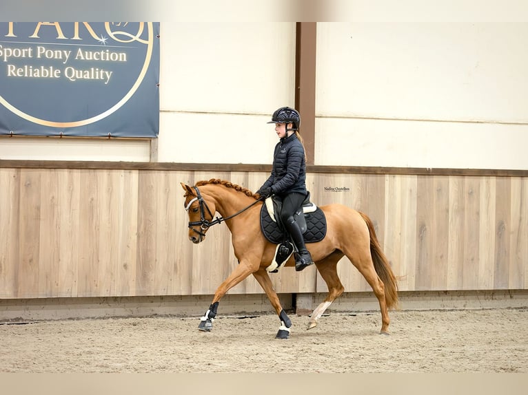 Welsh B Mare 5 years 12.1 hh Chestnut-Red in Oost West en Middelbeers