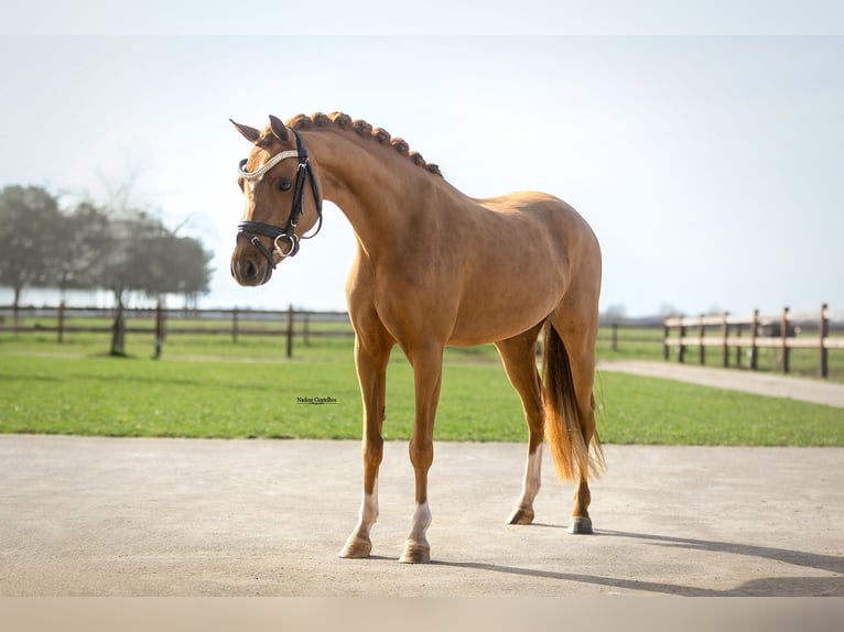 Welsh B Mare 5 years 12.1 hh Chestnut-Red in Oost West en Middelbeers