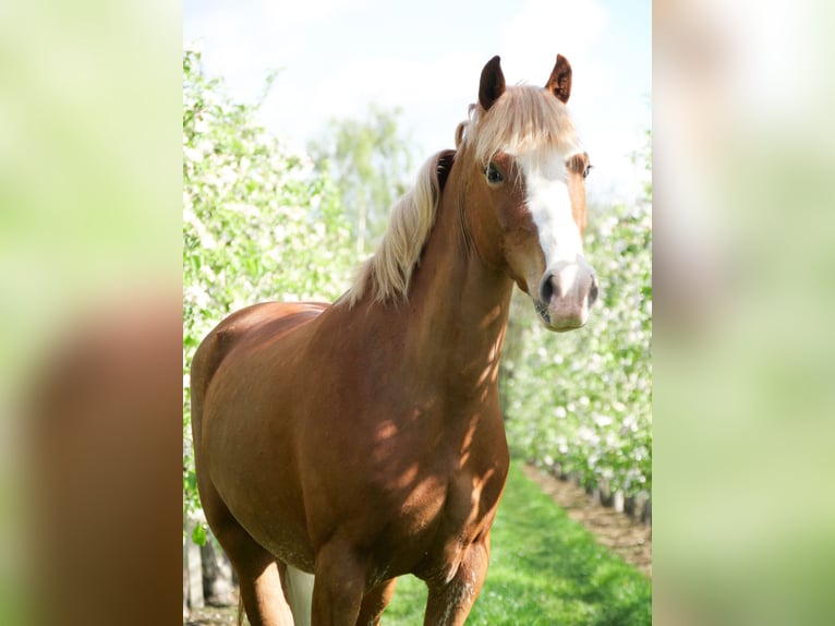 Welsh B Mare 5 years 12,1 hh Chestnut-Red in Boechout