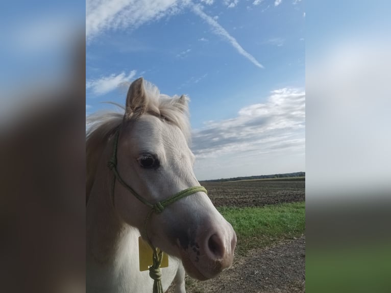 Welsh B Mix Mare 5 years 12,1 hh Gray in Stemwede