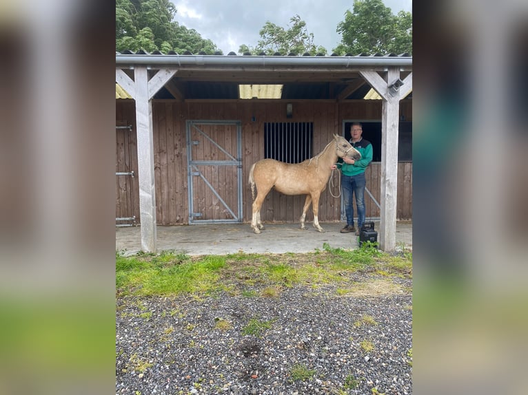 Welsh B Mare 5 years 12,1 hh Palomino in Zuidhorn