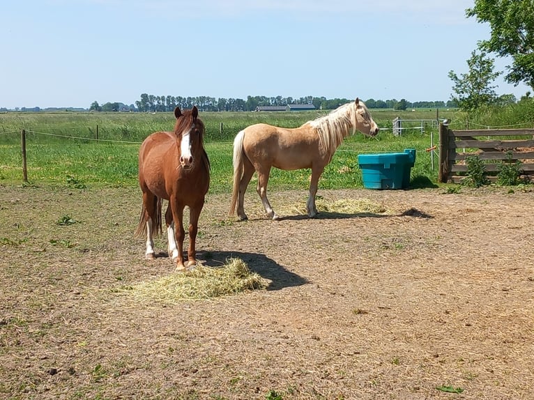 Welsh B Mare 5 years 12,1 hh Palomino in Zuidhorn