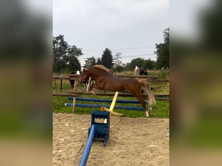 Welsh B Mare 5 years 12.2 hh Chestnut-Red in Ulm