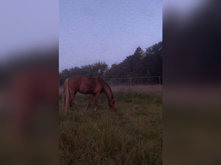 Welsh B Mare 5 years 12.2 hh Chestnut-Red in Ulm
