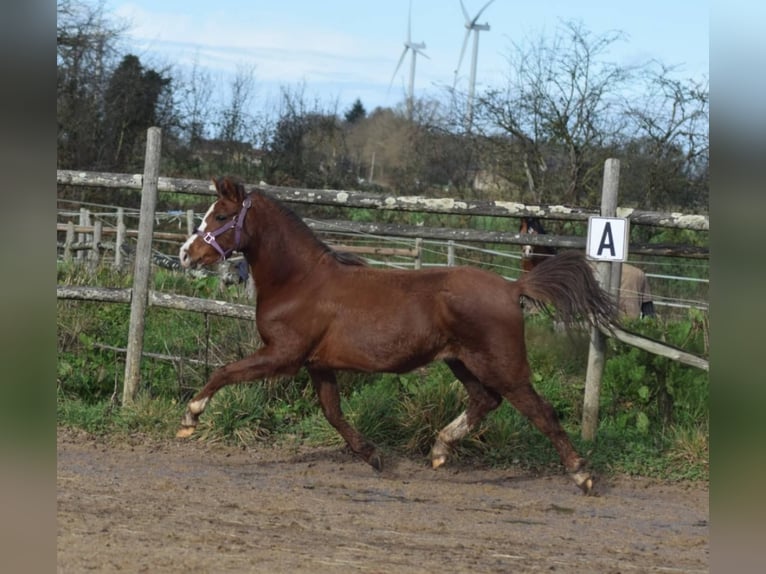 Welsh B Mare 5 years 12.2 hh Chestnut in la chapelle bâton