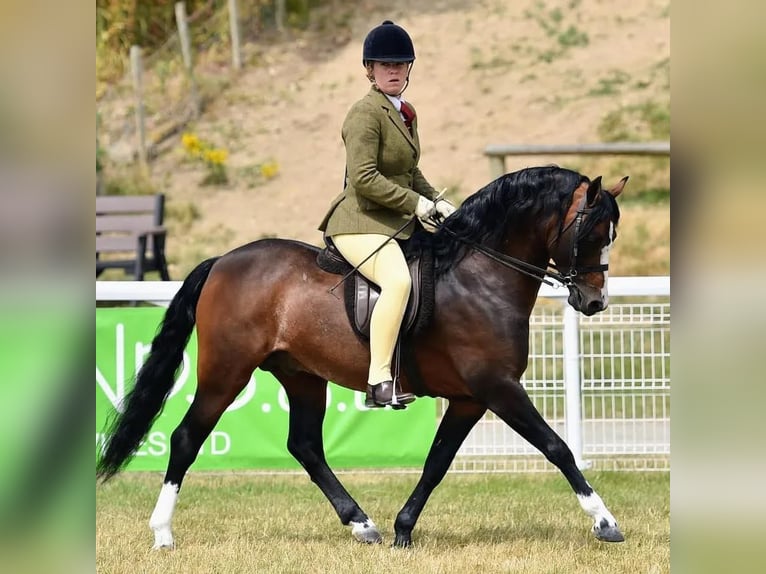 Welsh B Mare 5 years 12.2 hh Chestnut in la chapelle bâton