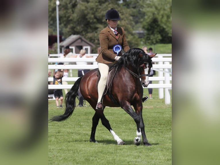 Welsh B Mare 5 years 12.2 hh Chestnut in la chapelle bâton