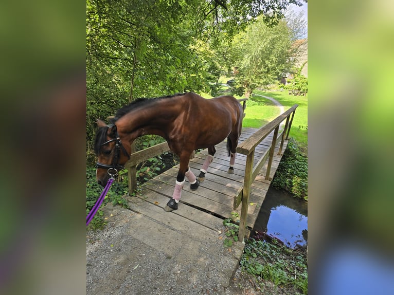 Welsh B Mare 5 years 12,3 hh Bay-Dark in Mainbernheim