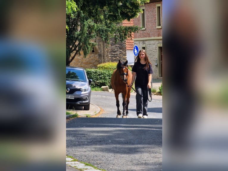 Welsh B Mare 5 years 12,3 hh Bay-Dark in Mainbernheim