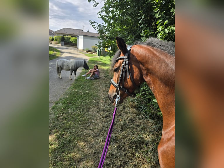 Welsh B Mare 5 years 12,3 hh Bay-Dark in Mainbernheim