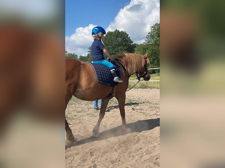 Welsh B Mare 5 years 12,3 hh Chestnut-Red in Trebbin