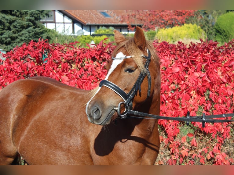 Welsh B Mare 5 years 12,3 hh Chestnut-Red in Trebbin