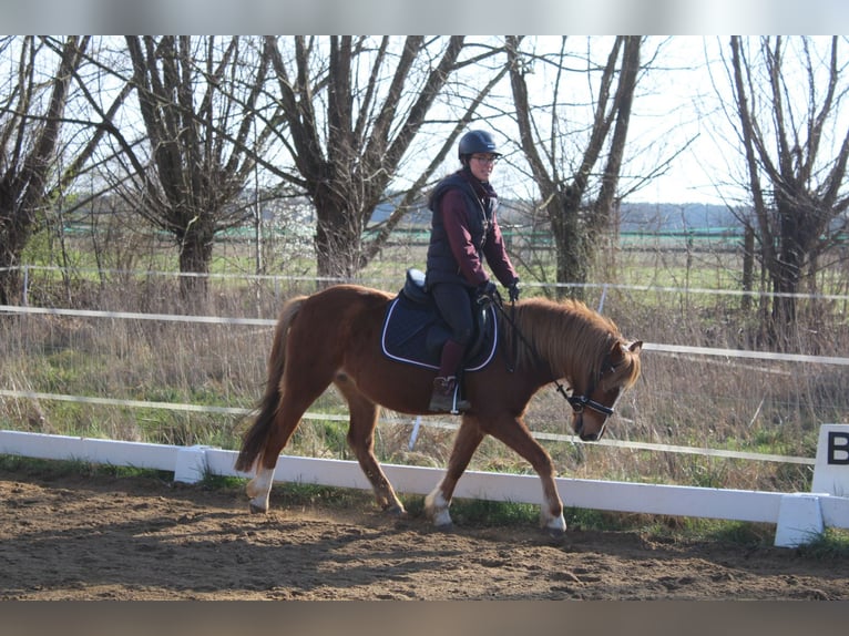 Welsh B Mare 5 years 12,3 hh Chestnut-Red in Trebbin