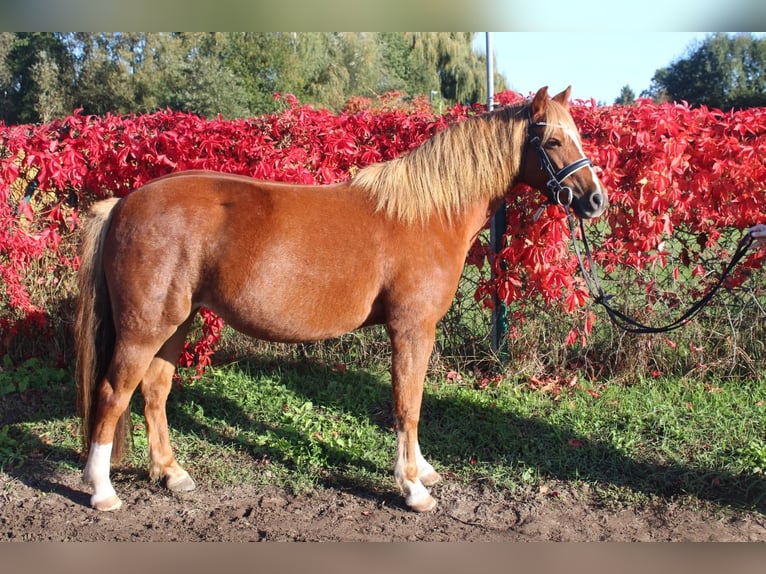 Welsh B Mare 5 years 12,3 hh Chestnut-Red in Trebbin