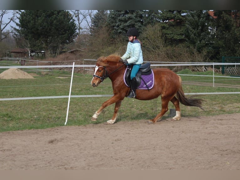 Welsh B Mare 5 years 12,3 hh Chestnut-Red in Trebbin