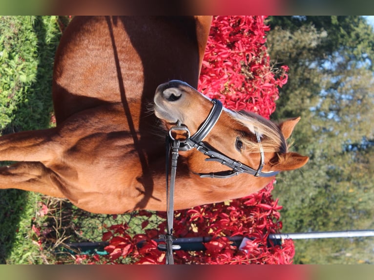 Welsh B Mare 5 years 12,3 hh Chestnut-Red in Trebbin