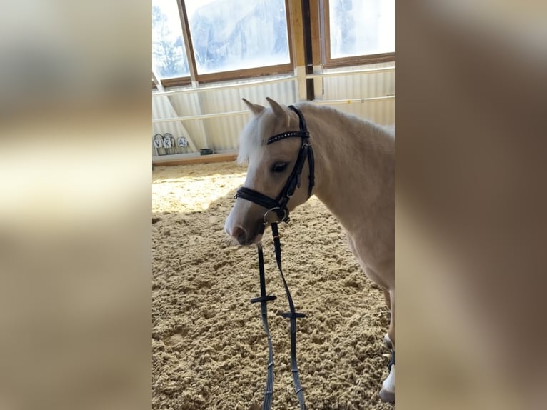 Welsh B Mare 5 years 12 hh Palomino in Sihlbrugg