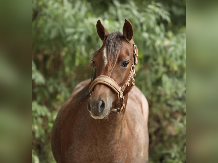 Welsh B Mare 5 years 12,1 hh Roan-Red in Aalten