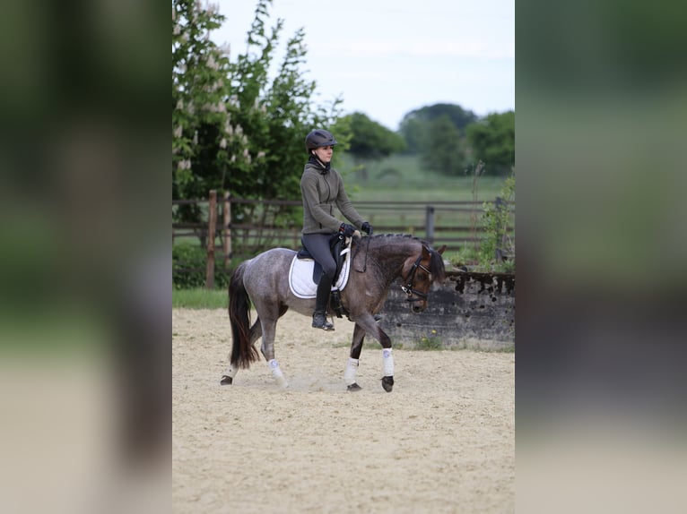 Welsh B Mare 5 years 12,1 hh Roan-Red in Lünen