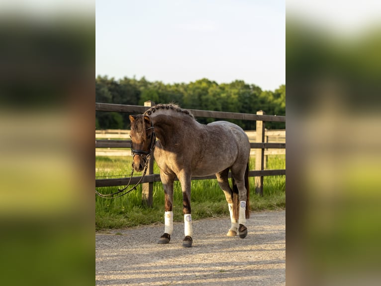 Welsh B Mare 5 years 12,1 hh Roan-Red in Lünen