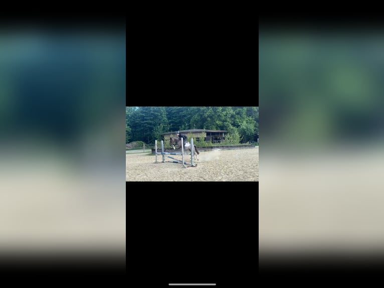 Welsh B Mare 5 years 12,1 hh Roan-Red in Lünen