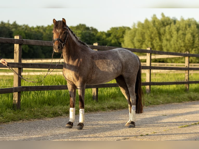 Welsh B Mare 5 years 12,1 hh Roan-Red in Lünen