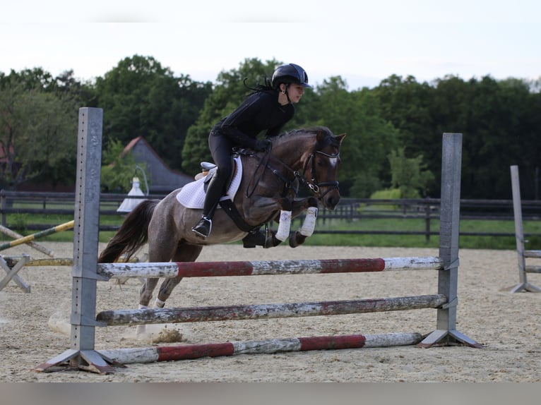 Welsh B Mare 5 years 12,1 hh Roan-Red in Lünen