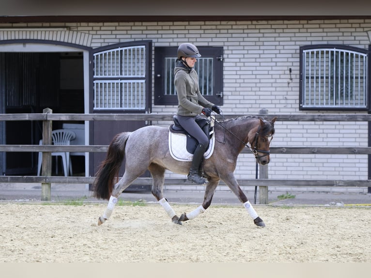 Welsh B Mare 5 years 12,1 hh Roan-Red in Lünen
