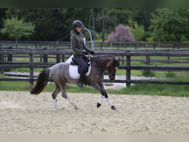 Welsh B Mare 5 years 12,1 hh Roan-Red in Lünen